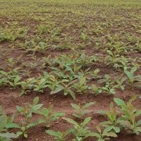 銷售日本厚樸 美國紅楓 歐洲紅橡