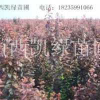 紅葉碧桃小苗，紫葉李小苗，矮櫻