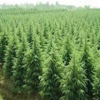 長(zhǎng)期供應(yīng)白蠟