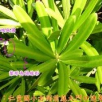 臺灣蘭嶼羅漢松小苗批發(fā)