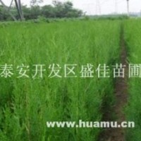 1米側(cè)柏小苗，2年生側(cè)柏苗價(jià)格