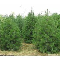 白皮松占地苗/白皮松工程苗/白皮松種子