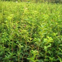 出售2米以上高，地徑粗2-3公分（厘米）金桂花苗！