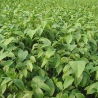 核桃苗 皂角苗 桃樹苗 花椒苗 葡萄苗 火炬苗