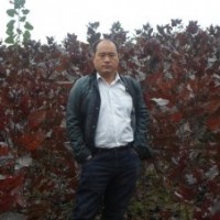 大量供應(yīng)二代全紅楊插條50萬(wàn)