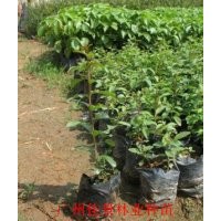 小葉紫薇營養(yǎng)苗小葉紫薇小袋苗供應(yīng)小葉紫薇價(jià)格優(yōu)惠