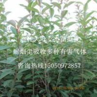 1.5米高大葉女貞苗批發(fā)江蘇紫薇園藝基地直銷看貨起苗