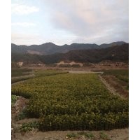 丹桂苗高30Cm至50cm