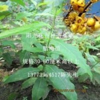 冬天開花的黃梅花苗批發(fā)臘梅苗臘梅小苗蠟花苗低價批發(fā)