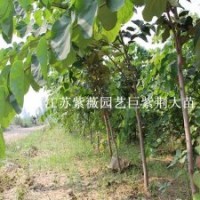 2014園林新寵巨紫荊花苗苗木界神話大喬木觀花樹種