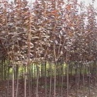 山西張景輝---紅葉李