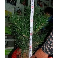 供白皮松20-30高。1年北欒南巒、國(guó)槐。2年白蠟皂角流蘇等