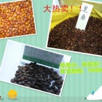 天然原料皂角種子。皂角苗！