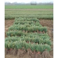 河南雪松小苗價(jià)格,河南雪松小苗