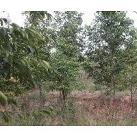 供應(yīng)天竺桂地苗