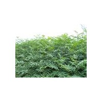 綠野皂角苗 提供國內(nèi)皂角苗最新價(jià)格