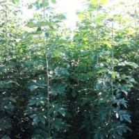 速生白蠟1-4公分 速生柳樹1-4公分