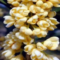 球形桂苗,八月桂,紅丹桂