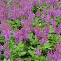 宿根花卉，苗木，玉簪，