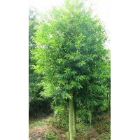 湖南杜英小苗低價(jià)常供