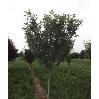 優(yōu)質(zhì)綠化苗：側(cè)柏苗、龍柏苗、冬青、扶芳藤