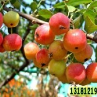 冬紅海棠苗又名（冬紅果）