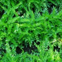 供應(yīng)皂角苗