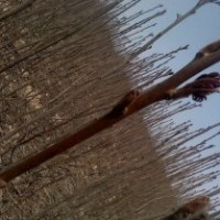 經(jīng)濟(jì)綠化苗木報(bào)價(jià)單