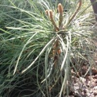 供應(yīng)二年華山松二年華山松價(jià)格二年華山松基地