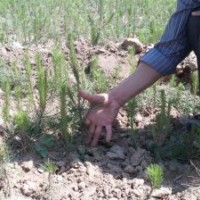 營養(yǎng)缽油松