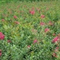 供應(yīng)百日紅小苗