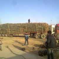 銷售勝龍新疆楊國槐，3-5cm刺槐