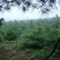 國(guó)槐苗  華山松,油松,國(guó)槐