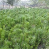 營養(yǎng)杯白皮松，白皮松占地苗，白皮松工程苗