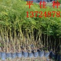 鳳凰木批發(fā)商供應(yīng)鳳凰木樹苗鳳凰木小苗鳳凰木種苗鳳凰木袋苗