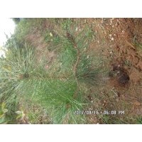 現有大量1-3年油松、側柏裸根苗和容器袋苗及土球大苗出售