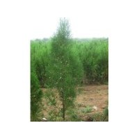現貨供應1-3年側柏裸根苗和容器袋苗及土球大苗