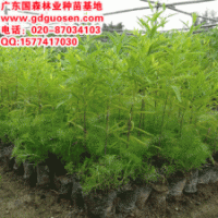 檀香—檀香種苗_檀香小苗