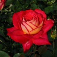 江蘇批發(fā)月季花苗好品種大花型月季品種苗大量批發(fā)陽光花卉基地