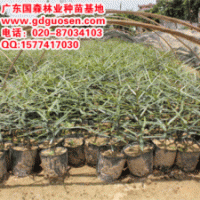 佛肚樹—廣西佛肚樹_佛肚樹價格