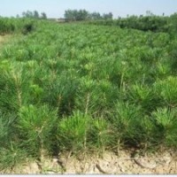 供應(yīng)兩年生營養(yǎng)袋黑松小苗