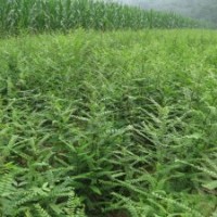 皂莢最新行情，皂莢最新價格，皂莢最新樹苗