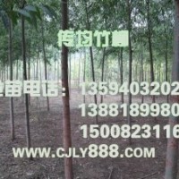 2012傳均竹柳最新報(bào)價(jià)