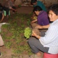 曼地亞紅豆杉曼地亞紅豆杉苗曼地亞紅豆杉小苗