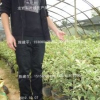 桂花稀有品種 銀邊彩葉桂 綠化園藝精品