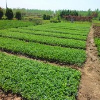供應(yīng)扶芳藤小苗，扶芳藤小苗價(jià)格，扶芳藤苗圃