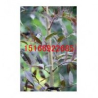 冬紅白蠟芽子促銷冬紅紅白蠟供應東紅白蠟小苗