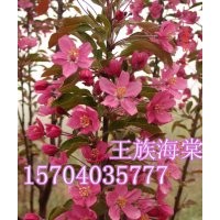 遼寧北美海棠，吉林北美海棠