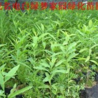 供應(yīng)檀香小苗，印度老山檀香苗