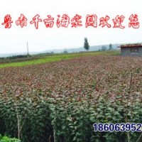 北美海棠苗木，芽苗，半成品苗，實(shí)生苗，成品苗